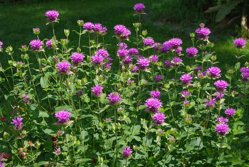 Bergamot which can be infused in hot water for drinking